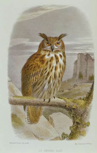 Eurasian Eagle Owl by Edouard Travies